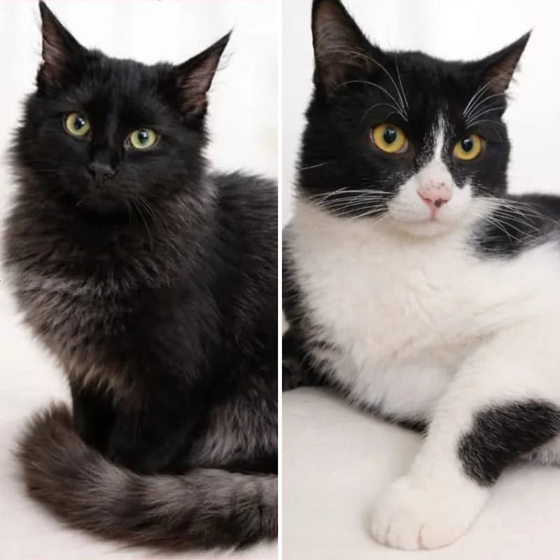 Smokey e Bogart,  Mixed Breed for adoption at Le Sfigatte, Torino