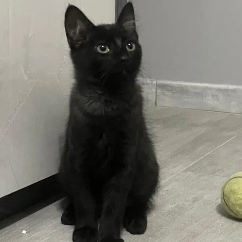 Shenzi,  Mixed Breed for adoption at Le Sfigatte, Torino