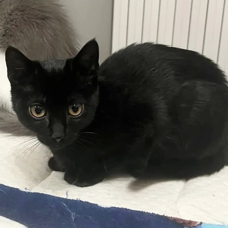 Pumba,  Mixed Breed for adoption at Le Sfigatte, Torino