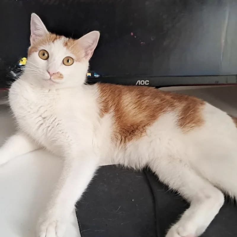 Pesca,  Mixed Breed for adoption at Le Sfigatte, Torino