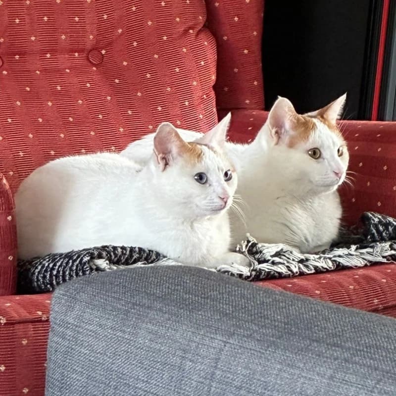Emi e Emily,  Mixed Breed for adoption at Le Sfigatte, Torino