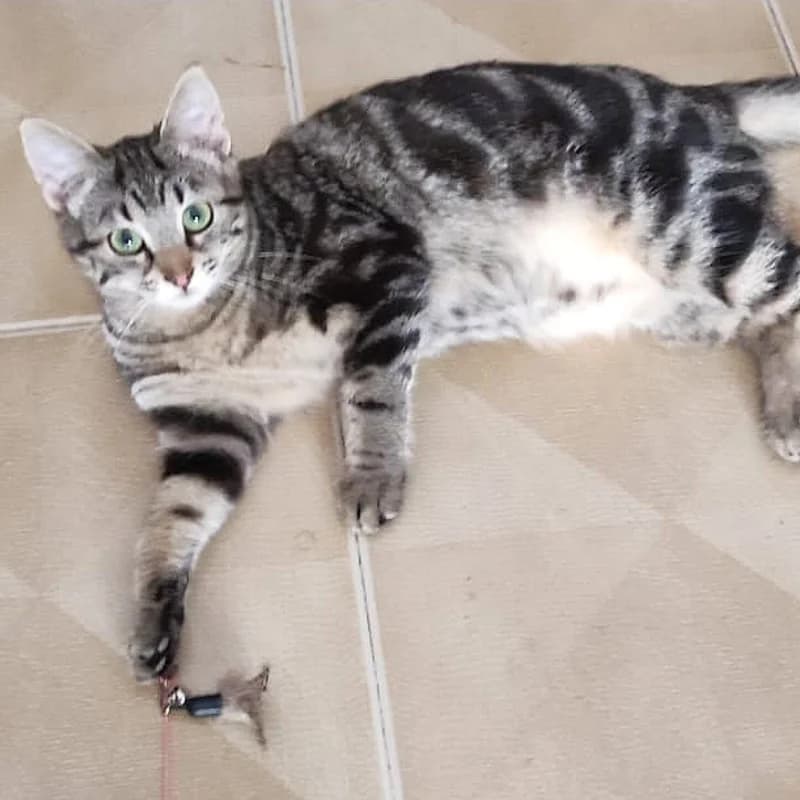 Mirtilla, Mixed Breed for adoption at Le Sfigatte, Torino