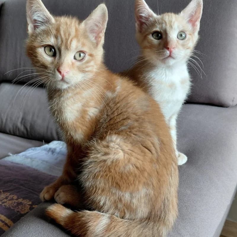 Jan e Nik, Mixed Breed for adoption at Le Sfigatte, Torino