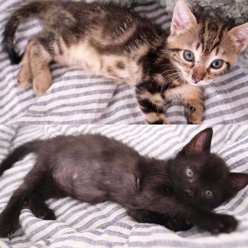 Nina e Giacomino, Mixed Breed for adoption at Le Sfigatte, Torino