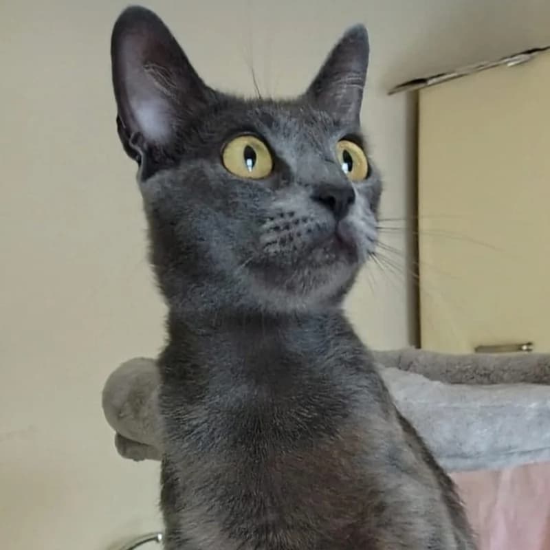 Isotta,  Mixed Breed for adoption at Le Sfigatte, Torino