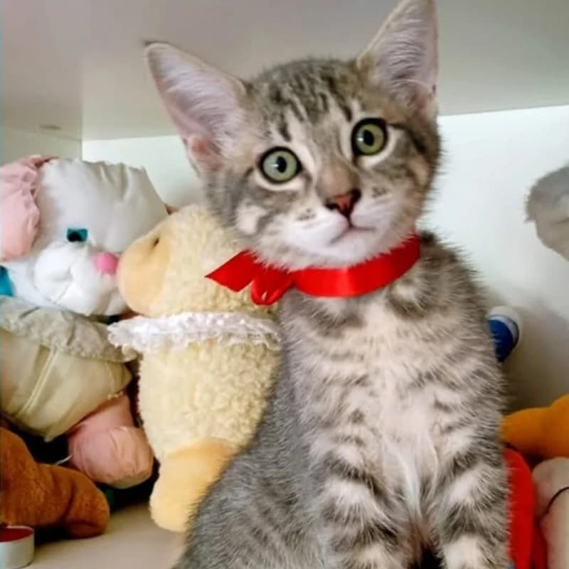 Grey,  Mixed Breed for adoption at Le Sfigatte, Torino