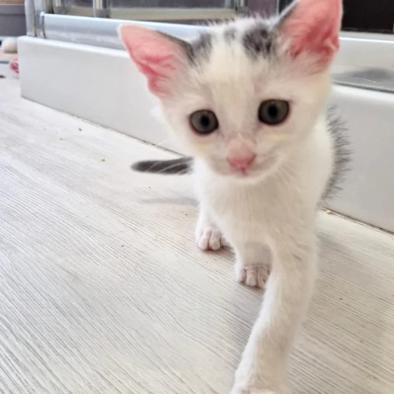 Pollicino,  Mixed Breed for adoption at Le Sfigatte, Torino