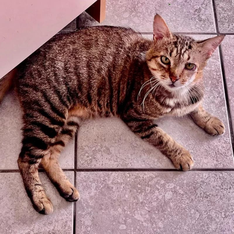 Hermes,  Mixed Breed for adoption at Le Sfigatte, Torino