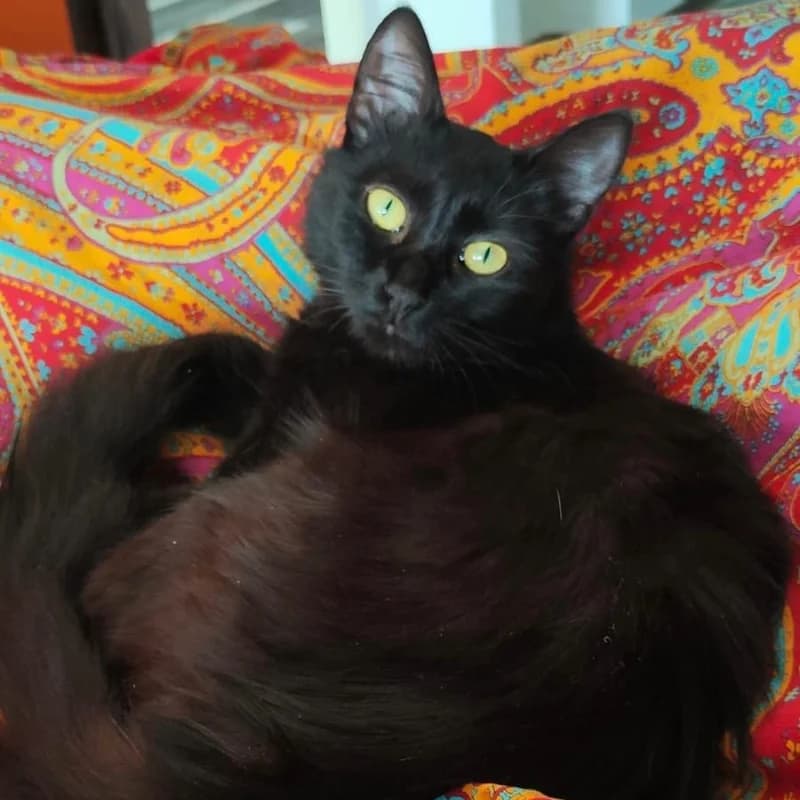 Zora,  Mixed Breed for adoption at Le Sfigatte, Torino