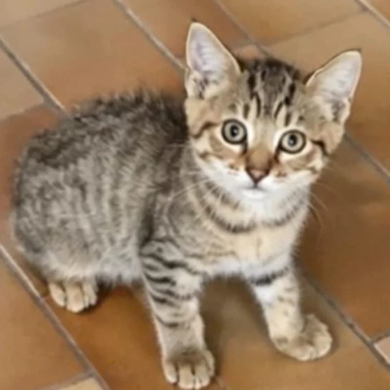 Dawson,  Mixed Breed for adoption at Le Sfigatte, Torino