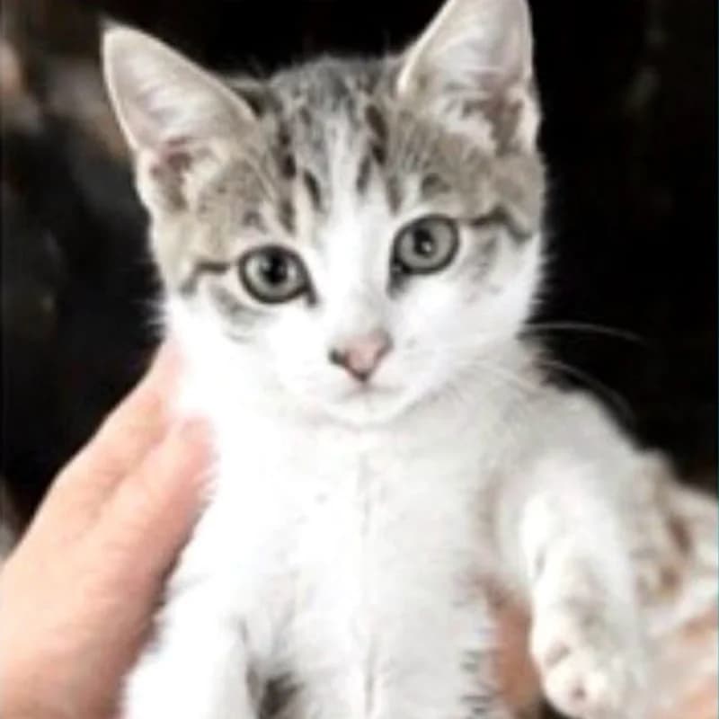 Pacey,  Mixed Breed for adoption at Le Sfigatte, Torino