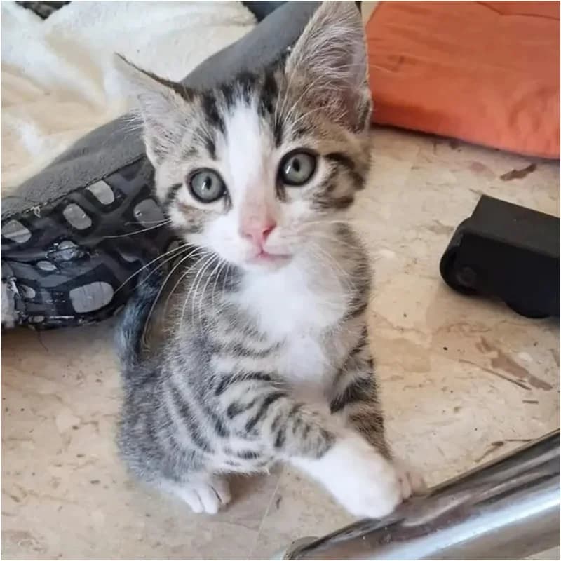 Brio,  Mixed Breed for adoption at Le Sfigatte, Torino