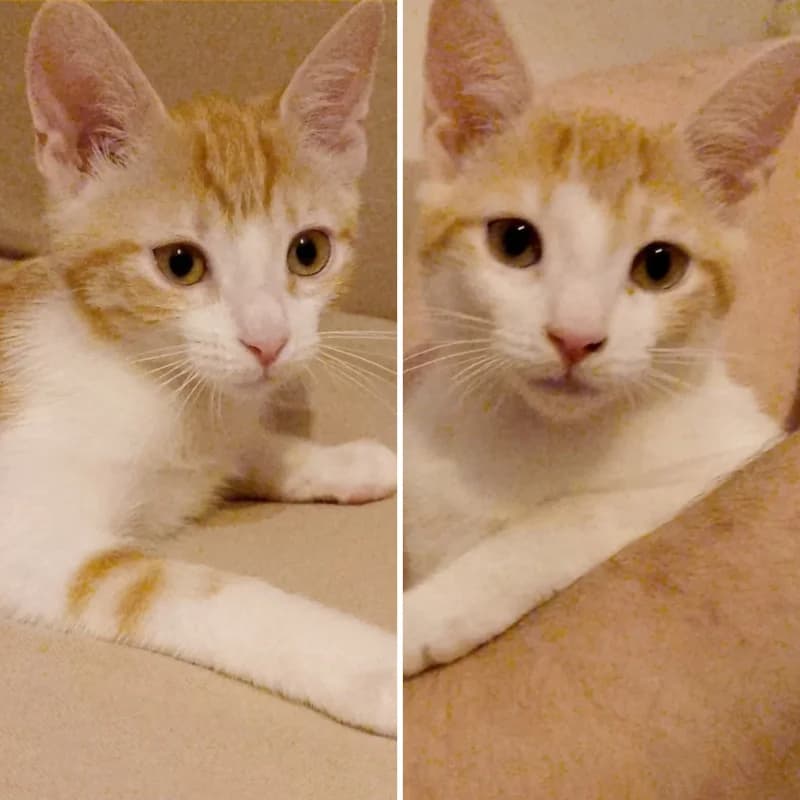 Coco e Cholita,  Mixed Breed for adoption at Le Sfigatte, Torino
