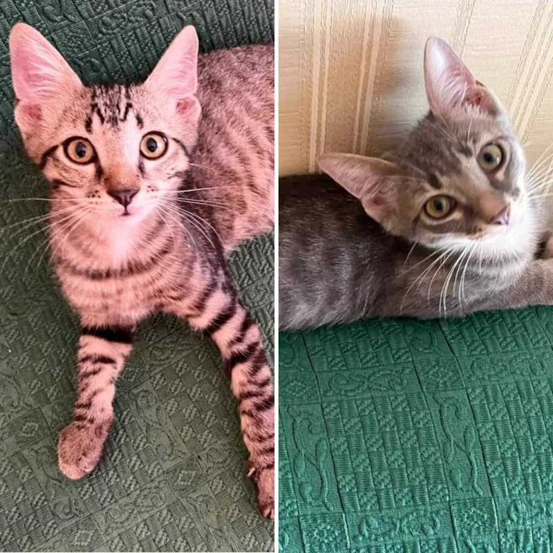 Haru e Hana,  Mixed Breed for adoption at Le Sfigatte, Torino