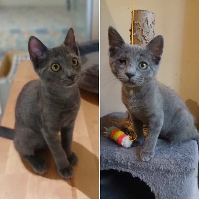 Ombra e Nebbia,  Mixed Breed for adoption at Le Sfigatte, Torino