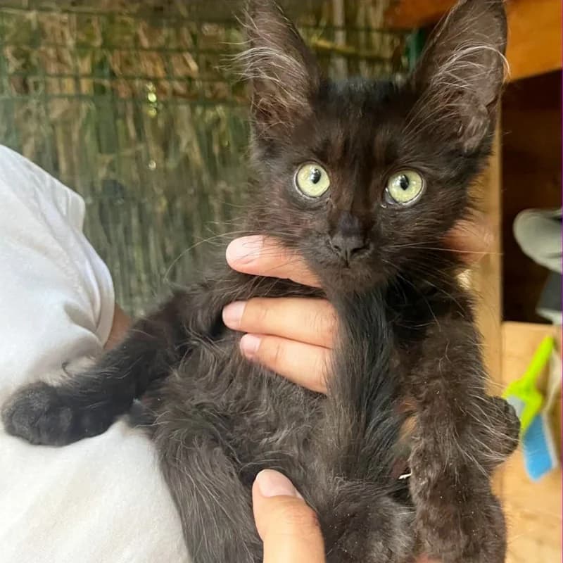 Vega,  Mixed Breed for adoption at Le Sfigatte, Torino