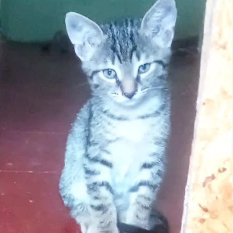 Dandelion,  Mixed Breed for adoption at Le Sfigatte, Torino