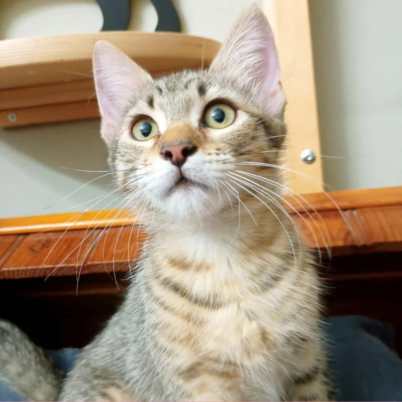 Briciola,  Mixed Breed for adoption at Le Sfigatte, Torino