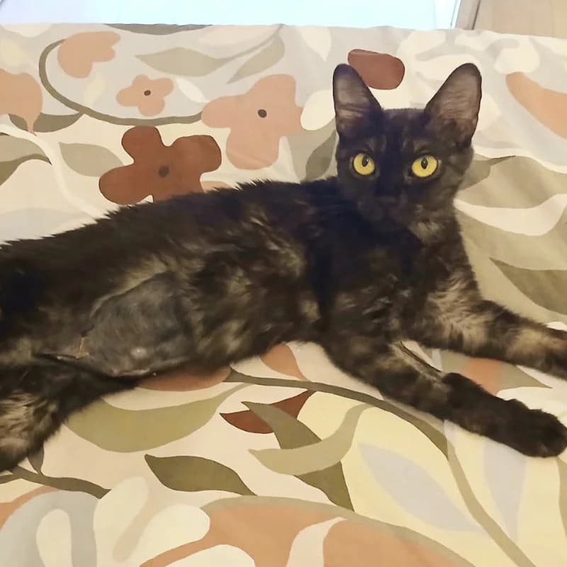Melania, Mixed Breed for adoption at Le Sfigatte, Torino