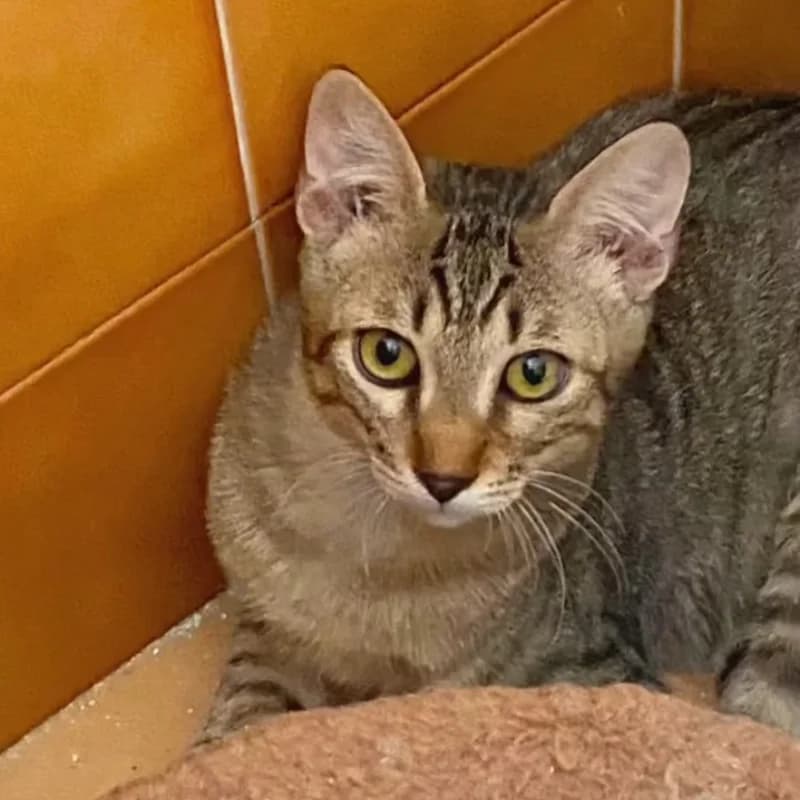 Bowie,  Mixed Breed for adoption at Le Sfigatte, Torino