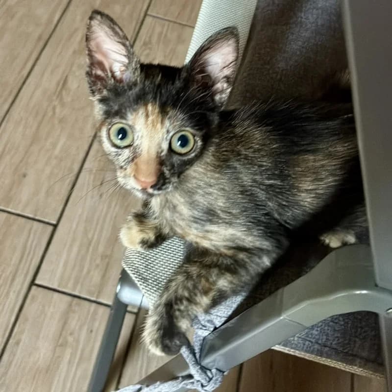 Era,  Mixed Breed for adoption at Le Sfigatte, Torino