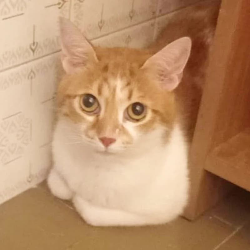 Tigre,  Mixed Breed for adoption at Le Sfigatte, Torino