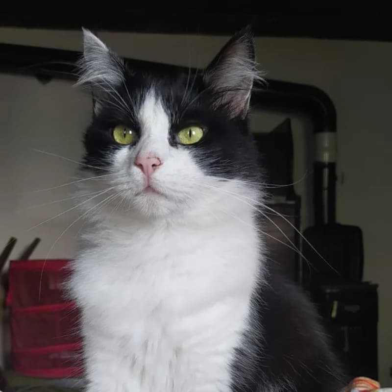 Beky,  Mixed Breed for adoption at Le Sfigatte, Torino
