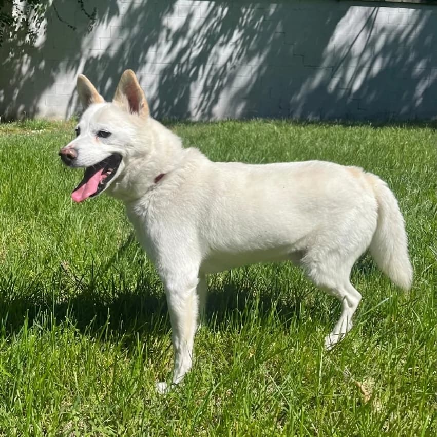 Fox, male Mixed Breed for adoption at Lega del Cane, Rome
