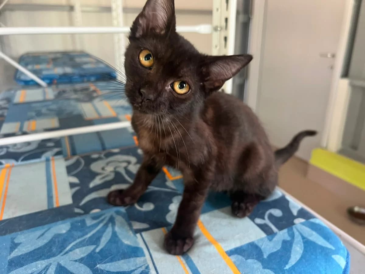 Neurino, male Mixed Breed for adoption at Lega del Cane, Rome