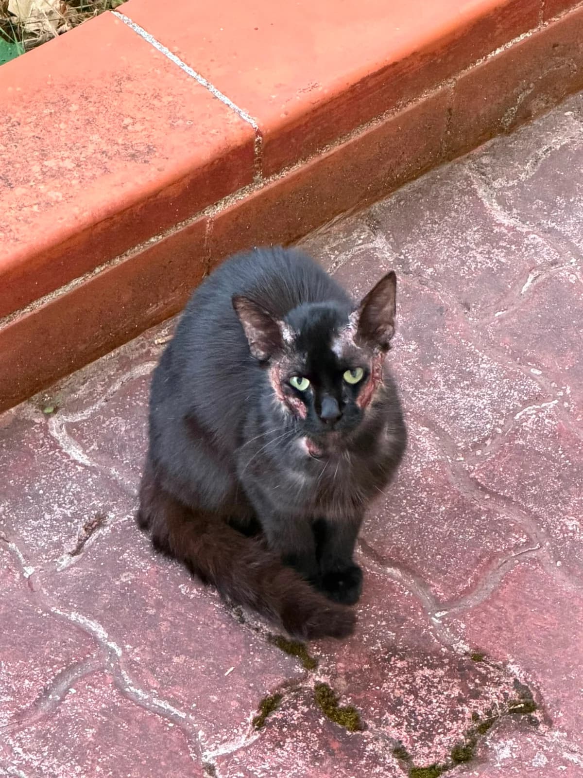 Ombra, male Mixed Breed for adoption at Lega del Cane, Rome