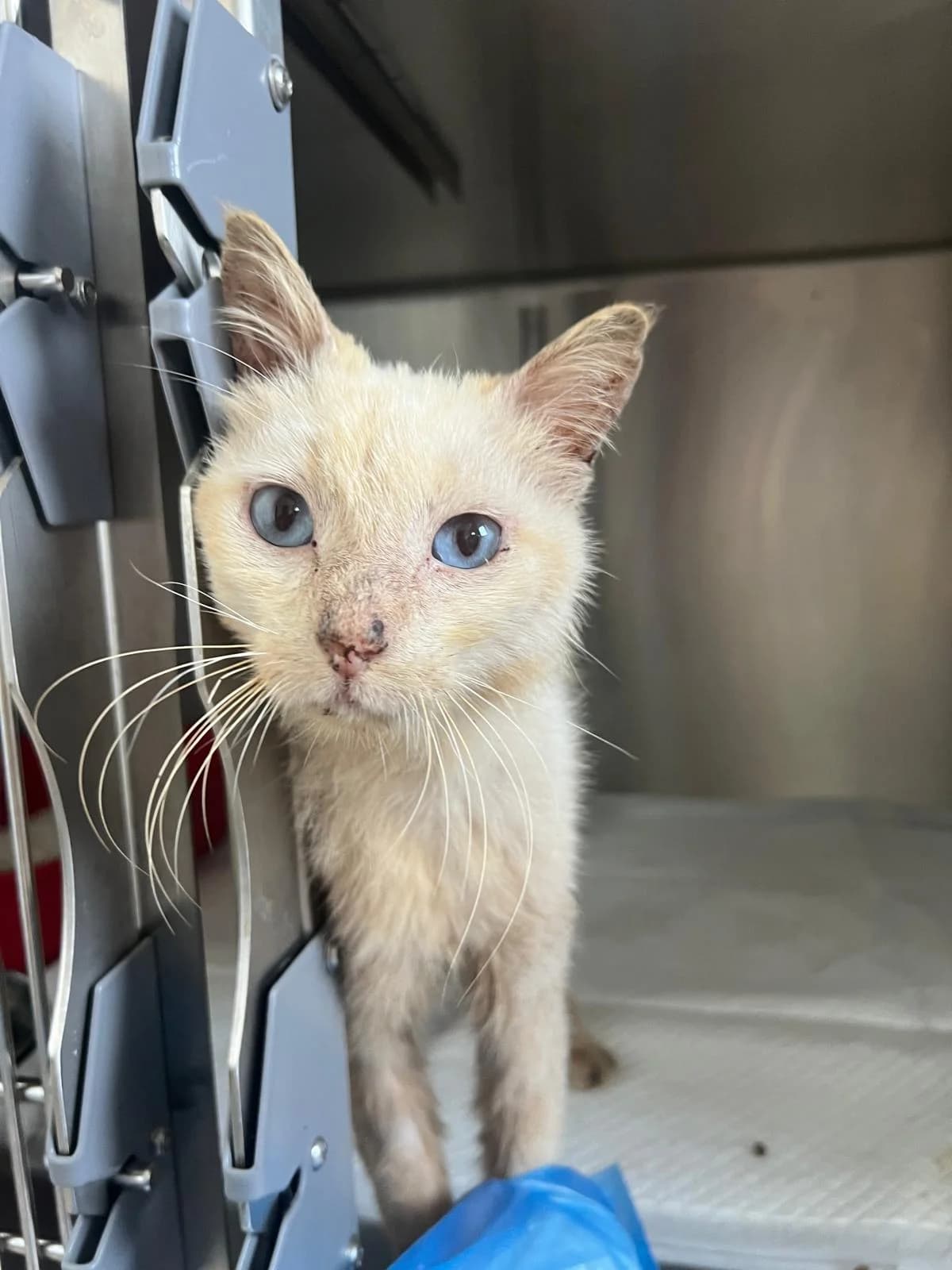 White, male Mixed Breed for adoption at Lega del Cane, Rome