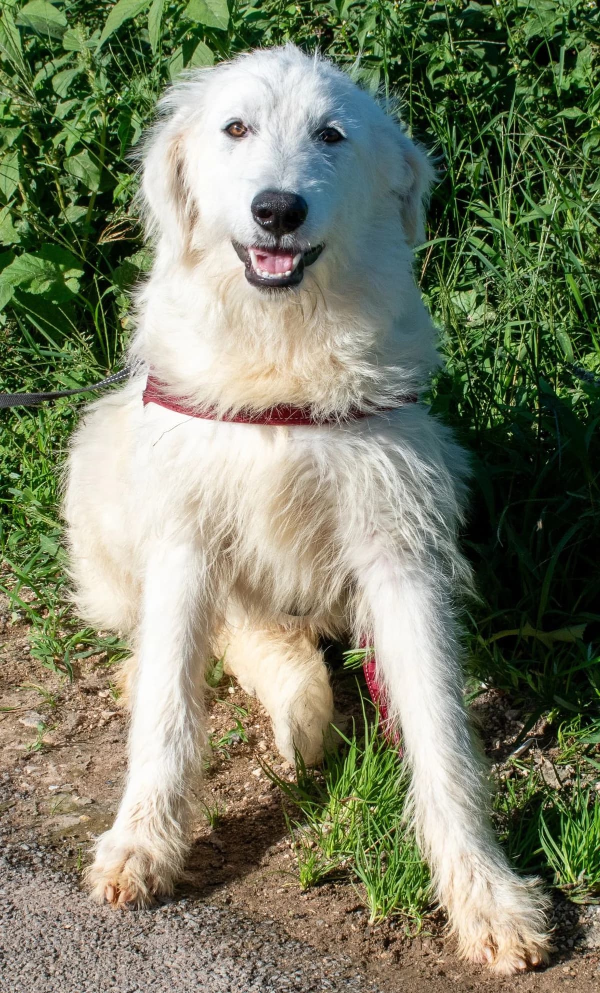 DOK, male Mixed Breed for adoption at Lega del Cane Altamura