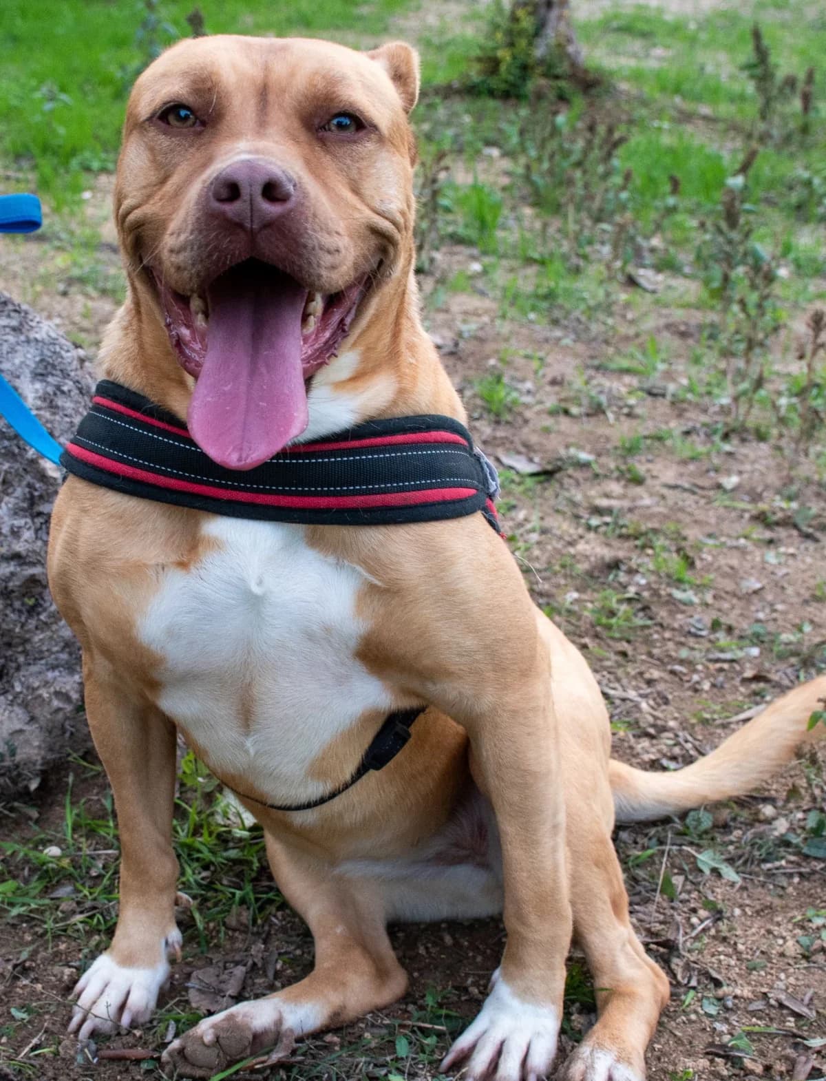 ISA, female Mixed Breed for adoption at Lega del Cane Altamura