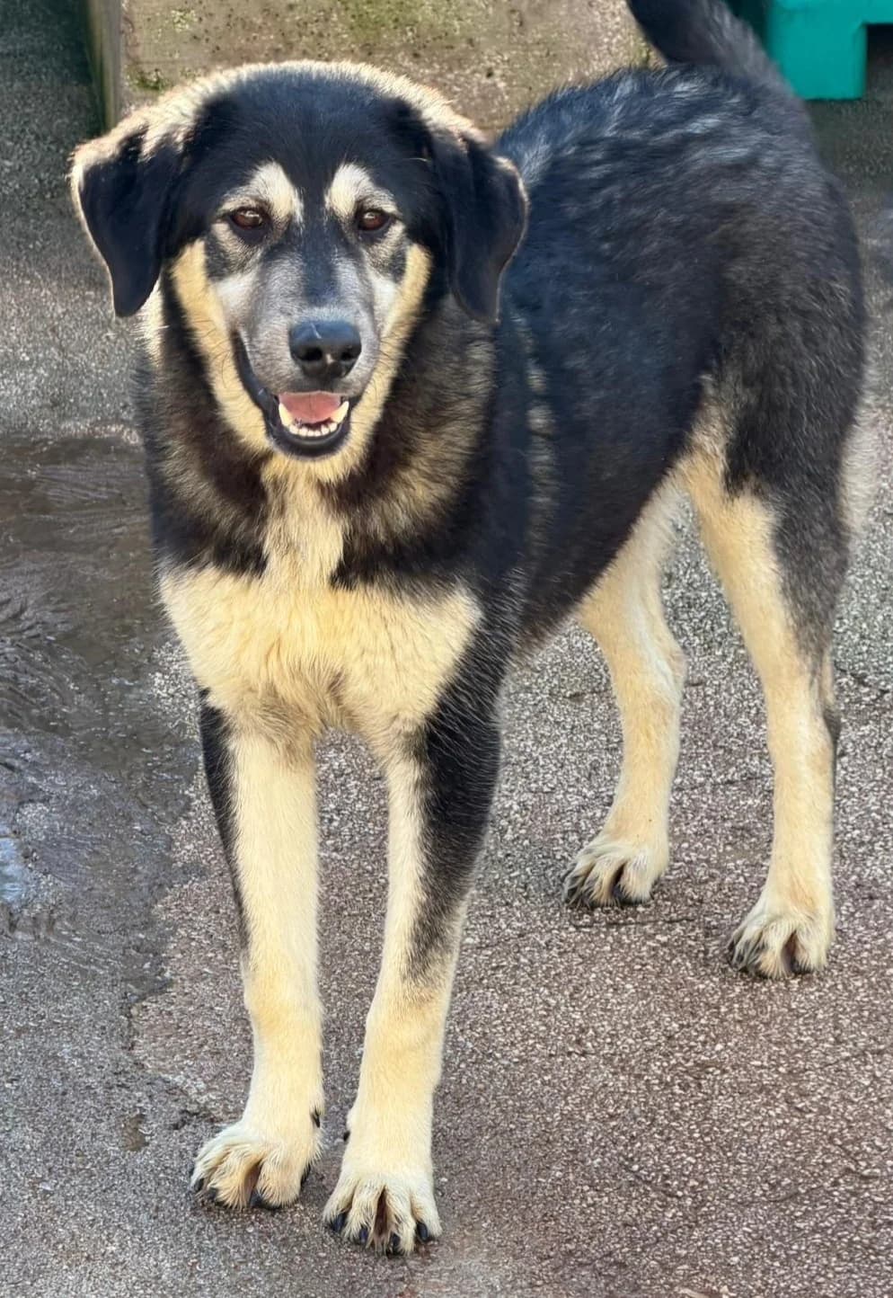 TEO, male Mixed Breed for adoption at Lega del Cane Altamura