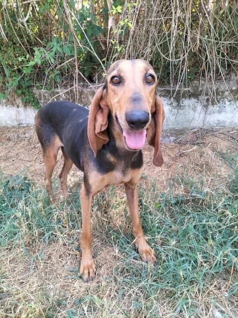 ARNO,  6yo Mixed Breed for adoption at Lega del Cane Foligno