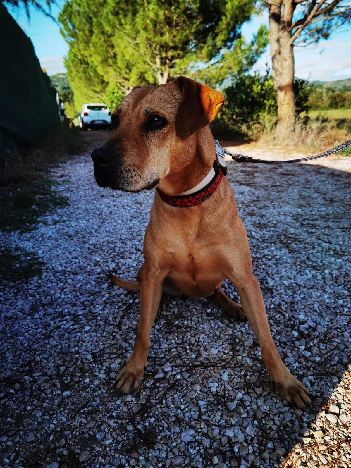 BUCH,  5yo Pit Bull Terrier for adoption at Lega del Cane Foligno