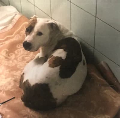 Bella, female 7yo Mixed Breed for adoption at Lega del Cane Milano