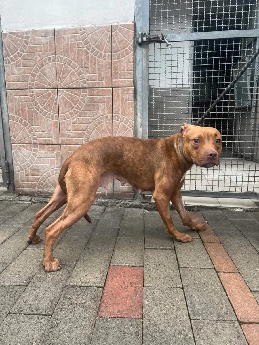 Alma, Mixed Breed (Lega del Cane Milano)