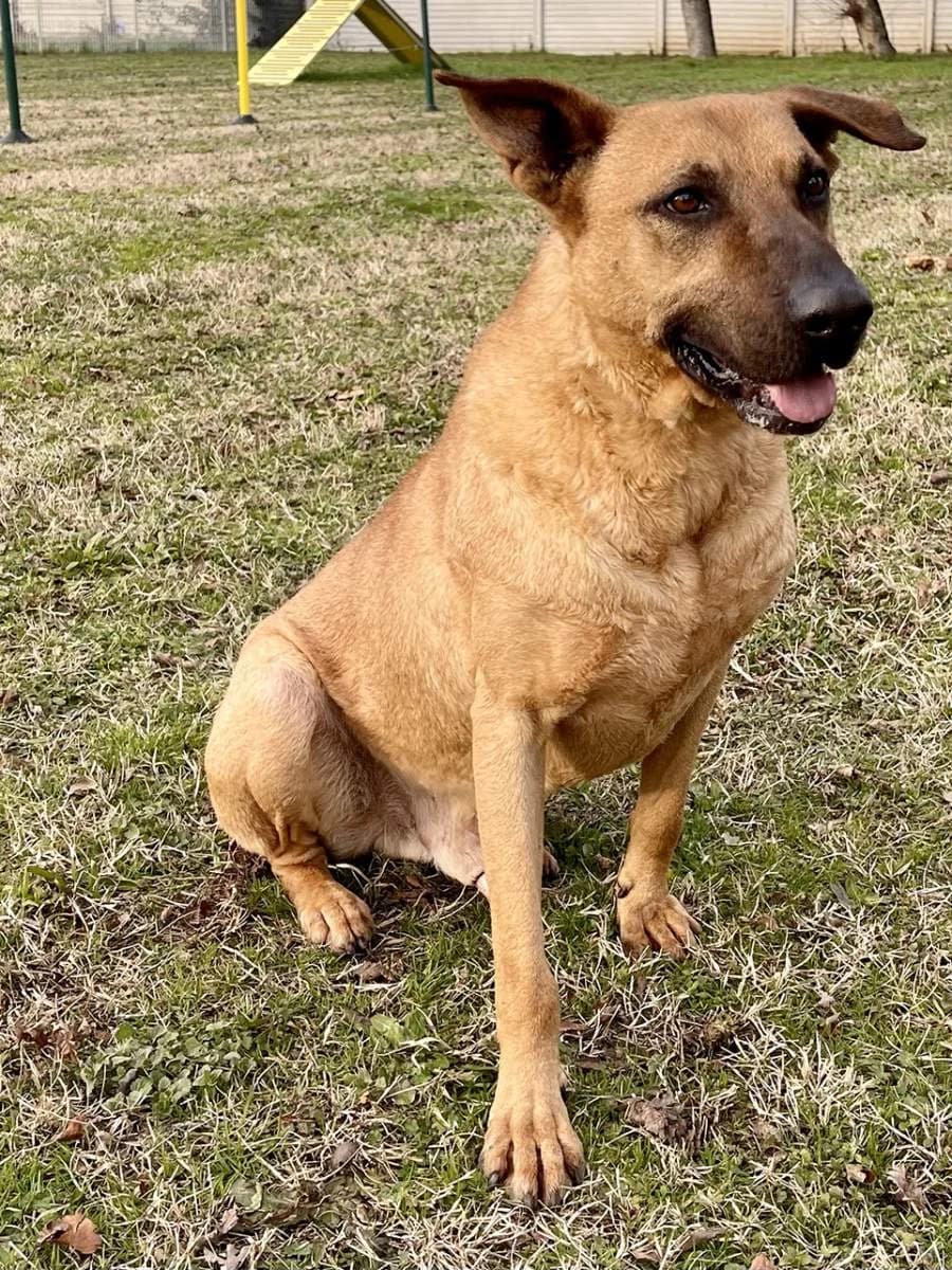 Argo, male senior Mixed Breed for adoption at Lega del Cane Milano