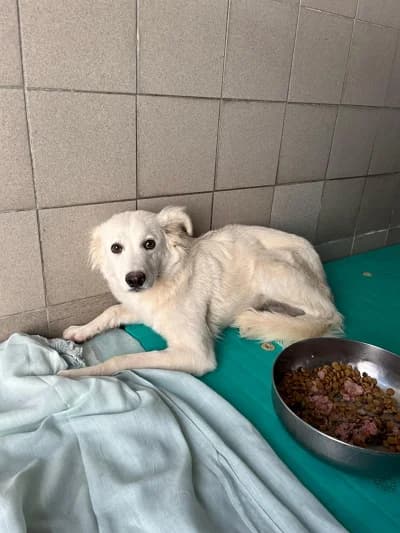 Atene, Mixed Breed (Lega del Cane Milano)