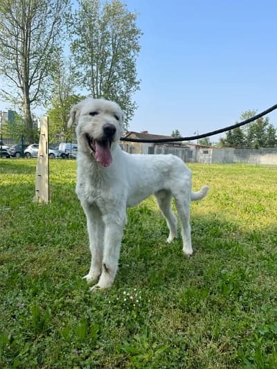 Belle, Mixed Breed (Lega del Cane Milano)