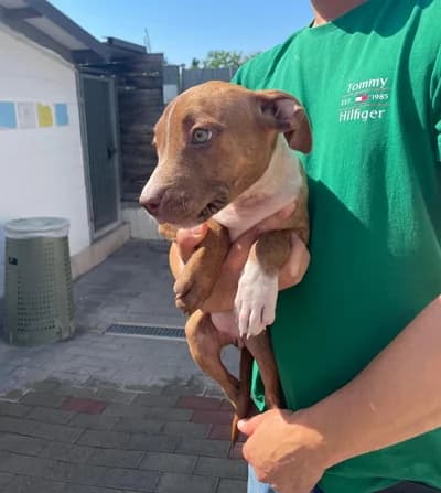 Birra, female puppy Mixed Breed for adoption at Lega del Cane Milano