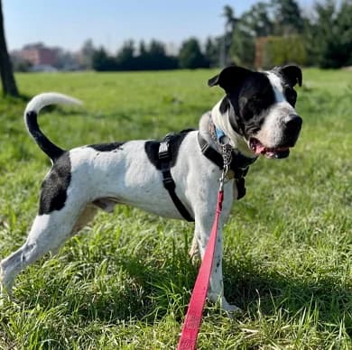 Black, male 5yo Mixed Breed for adoption at Lega del Cane Milano