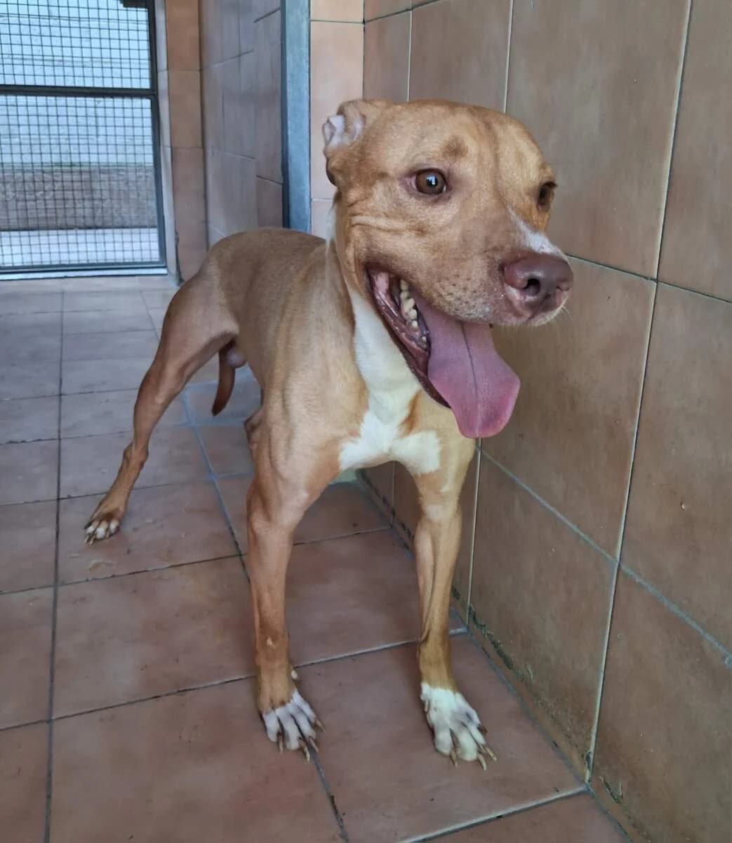 Clyde, male young Mixed Breed for adoption at Lega del Cane Milano
