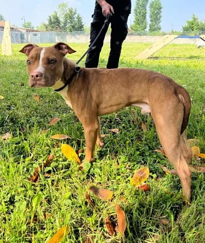 Danko, Mixed Breed (Lega del Cane Milano)