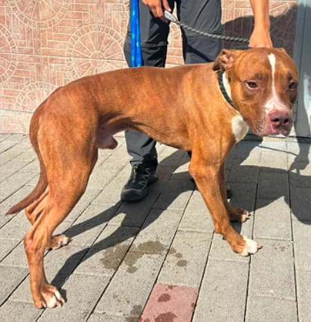 Demon, male 5yo Mixed Breed for adoption at Lega del Cane Milano