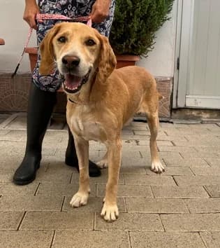 Denny, Mixed Breed (Lega del Cane Milano)