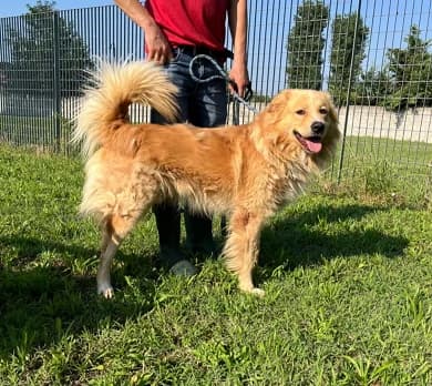 Dior, Mixed Breed (Lega del Cane Milano)
