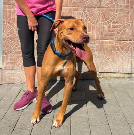 Duke, male young Mixed Breed for adoption at Lega del Cane Milano