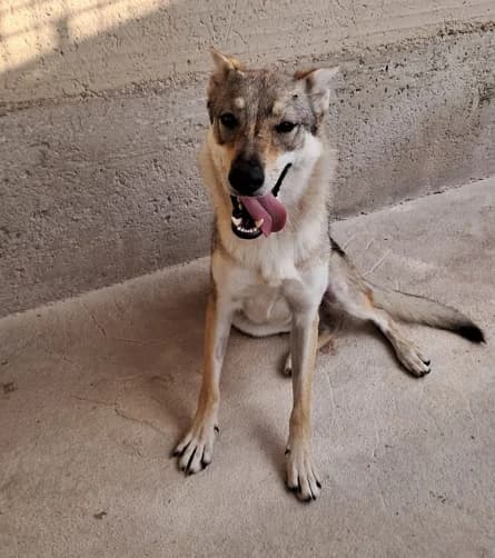 Fire, female young Mixed Breed for adoption at Lega del Cane Milano